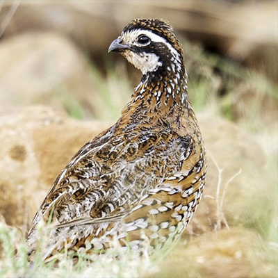 Talking Quail